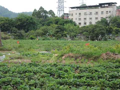 农村土地确权