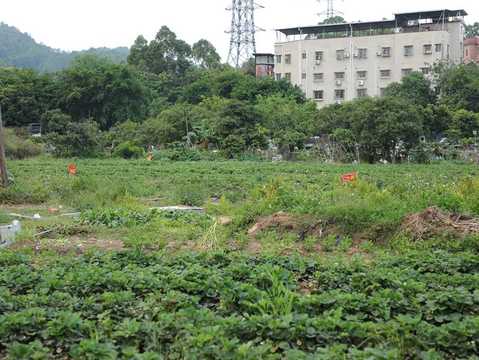 农村承包地三权