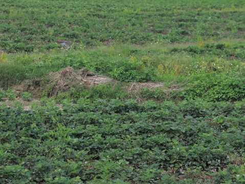 宅基地使用权