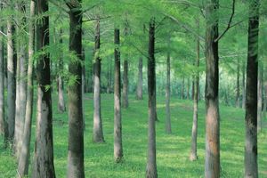 山林权证和土地证的区别