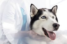 狗咬人没证据是谁的责任