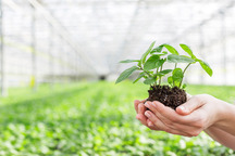 怎么申请植物新品种权