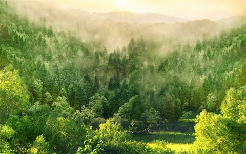 农村山林纠纷找哪个部门最管用