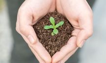 植物新品种权代理规定是怎么样的