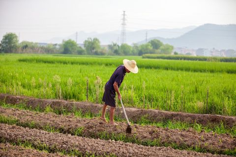征收土地青苗补偿标准