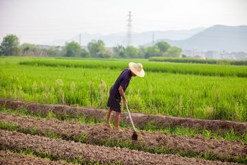 农民没有分到土地国家有补偿吗