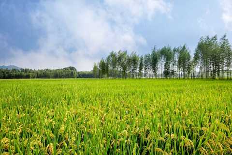 土地确权证什么时候下来