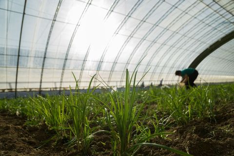 承包地里可以建大棚吗