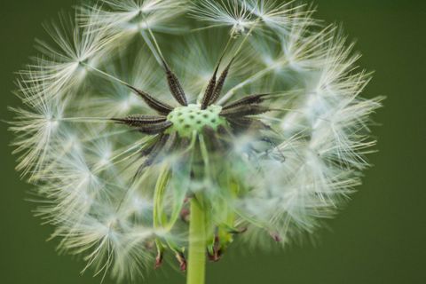 大烟花允许种植多少棵