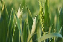 2022粮食收购合同范本
