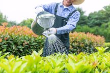 村民私自种树违法吗
