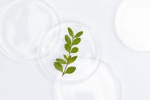 授予植物新品种权的条件