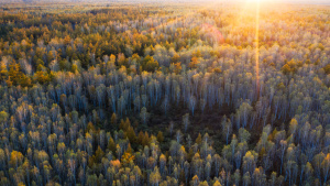 砍伐公益林的立案标准