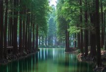 罪树在什么地方